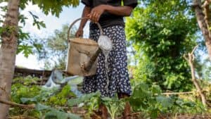 Woman watering plants in a lush kitchen garden with a watering can.