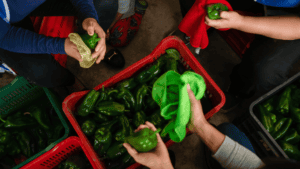People harvesting green bell peppers for community food programs in Nicaragua.