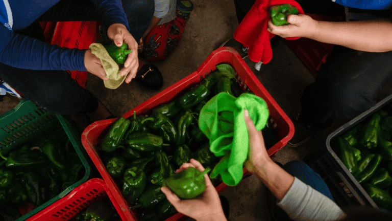 People harvesting green bell peppers for community food programs in Nicaragua.