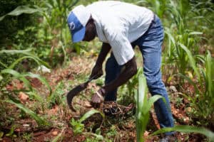 Farmer planting crops in a lush green field for sustainable agriculture.