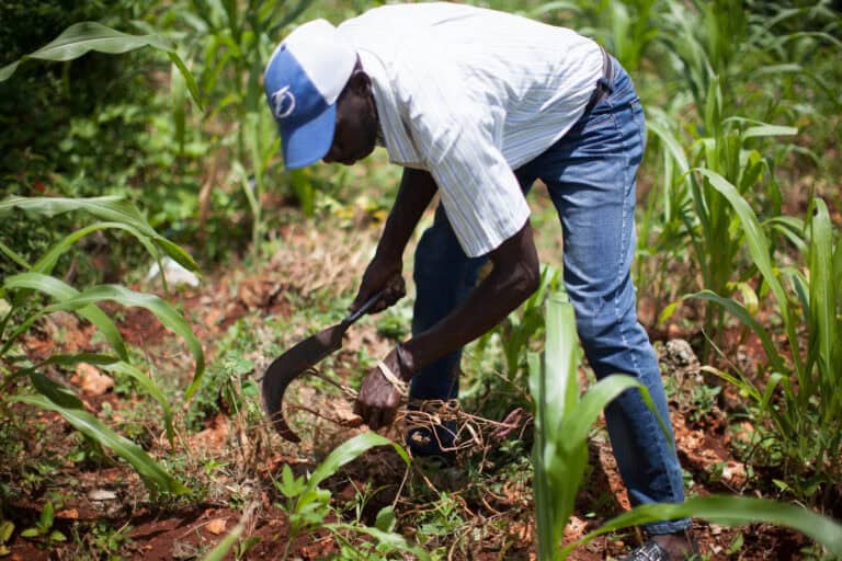 Farmer planting crops in a lush green field for sustainable agriculture.