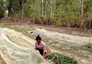 Person tending vegetable garden beds covered with protective netting in a rural farming area.