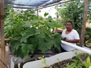 Person standing beside an aquaponics system with leafy vegetables growing in raised beds.