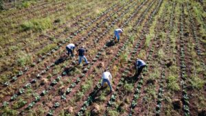 Aerial view of several people working among rows of crops in a cultivated field.