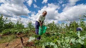 Farmer tending vegetable crops in a field using sustainable farming practices in Kenya.