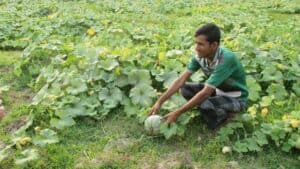 Person harvesting a pumpkin in a vegetable field surrounded by green crops.