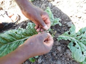 Hands tending a leafy vegetable plant growing in dry soil in a community garden.