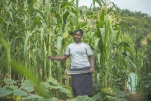 Person standing among tall maize plants in a cultivated field holding a farming tool.