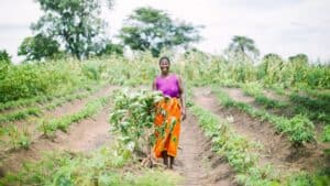 A farmer stands in rows of cassava plants in a cultivated field in northern Mozambique.