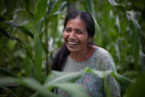 Person standing among tall corn plants in an agricultural field in Guatemala.