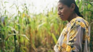 Person standing among tall corn plants in an agricultural field in rural Guatemala.