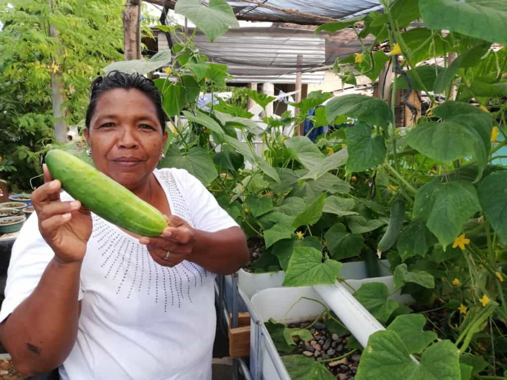 Person holding a cucumber beside an aquaponics system filled with growing vegetable plants.
