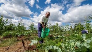 Person watering a vegetable garden with rows of leafy crops growing in a farm field.